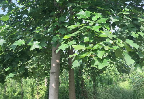 绿化苗木的规格术语及测量方法