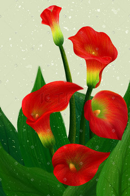 手绘花卉植物红色马蹄莲